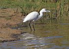 frieda 066  Kleinwitreier - Little Egret   Vang 'n vis by Rietvlei Kaapstad : frieda